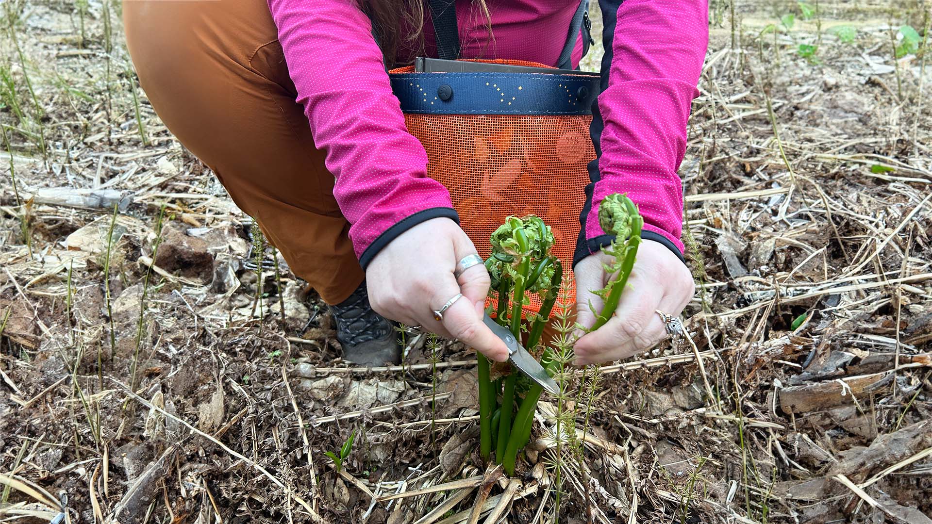 Foraging Wild Fiddleheads: Spring Harvesting In Alaska